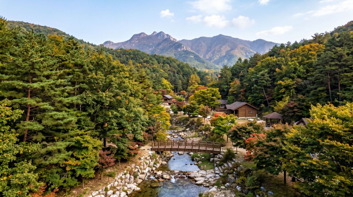 경북 봉화 청옥산자연휴양림의 울창한 잣나무 소나무 숲과 데크 야영장